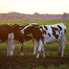 cows_field