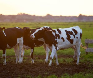 cows_field